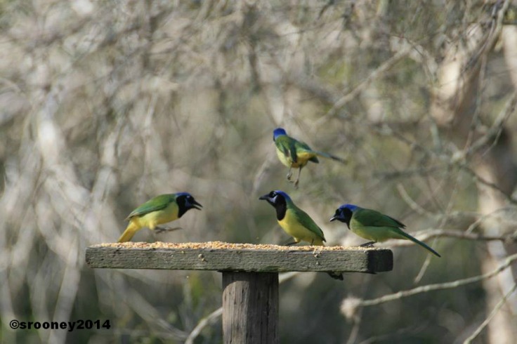 Beautiful, Crazy Green Jays. A jewel of south Texas